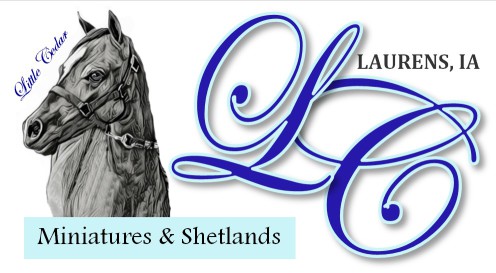 Using outstanding bloodlines to produce quality show horses!